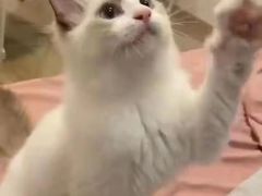 -欣宠猫屋·矮脚拿破仑·蓝金金渐层