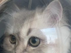 -艾吉宠物医院·疑难杂症转诊中心·猫友好(碧江路院)