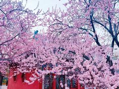 -桃花堤公园