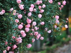 -鹅湖玫瑰文化园