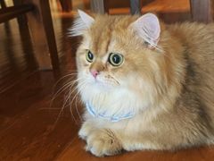 -猫大福·Fortune Cat猫舍(百子湾店)