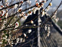-香雪海