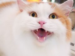 -momokira米努特·德文卷毛猫·棉花面纱犬
