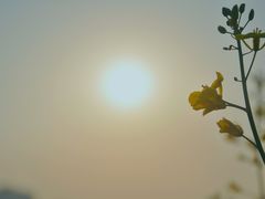 -汉长安城未央宫国家考古遗址公园