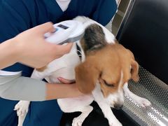 -申普宠物医院·心脏介入·心血管微创(总院)