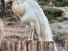 -青藏高原野生动物园