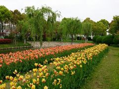 android_upload_pic-上海鲜花港