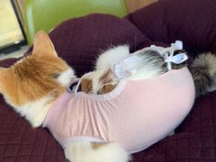 -北京派仕佳德动物医院·超导核磁·CT·神经科·骨科·内外科·急重症管理中心