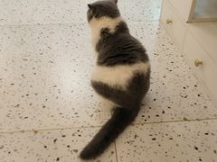 -猫域·湾主题猫咖·宠物吧(南坪城市广场店)