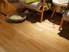 -滚猫咖啡·猫咖·猫友好撸猫(未来城店)