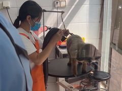 -利又安动物医院··老年病·猫科犬科·中兽医