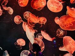 -新加坡海洋生态馆