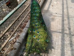 -瑞丽独树成林风景区