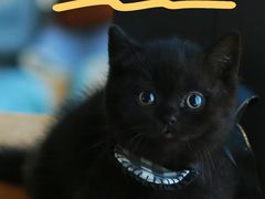 -欣宠猫屋·矮脚拿破仑·蓝金金渐层