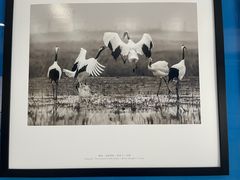 -盐城丹顶鹤湿地生态旅游区