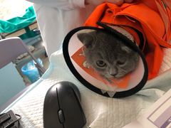 -瑞派福兴宠物医院犬猫全科·骨科·中西医结合(河东店)