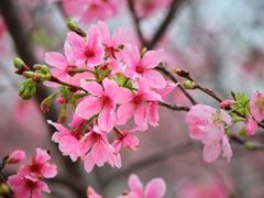 -天适樱花悠乐园