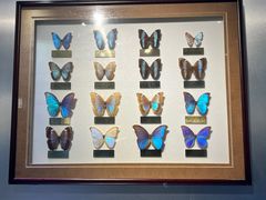 -上海昆虫博物馆