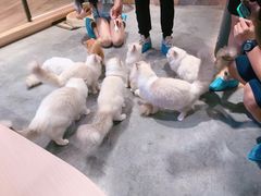 -瞄一喵猫咖(格力海岸店)