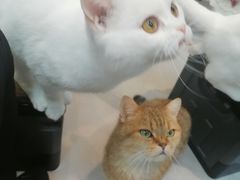 -Heymao猫咖.咖啡厅(东门店)