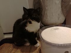 -more than meow吴止猫主题餐厅(承德 中船汇店)