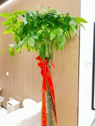 -幼泡泡连锁美容医疗