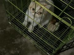 -爱诺耐芙动物医院(万博店)