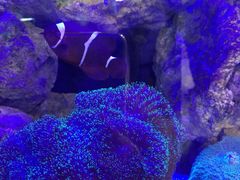 -国梁烤鸡(八大局店)