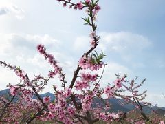 -五道口枣糕王(成府路店)