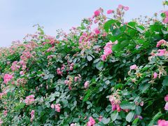 -上海滨江森林公园