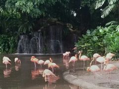 -新加坡飞禽公园