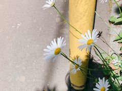 -Bleston Court Yukawatan