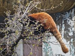 -青藏高原野生动物园