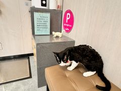-半岛宠物医院24小时(西派城店)
