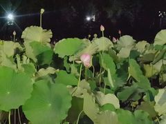 -莲湖公园