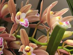 -金陵花卉交易市场