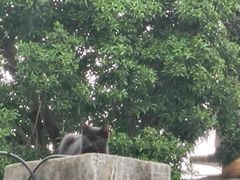 -猫岛主趣味餐厅(鼓浪屿店)