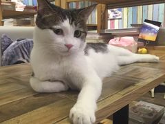 -小时光咖啡馆(开森度假森林店)