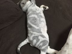 -爱侣宠医·鹦鹉专科·小型哺乳类·异宠专科(灵石路店)