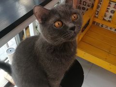 -我爱猫咪·猫咖·狗咖·安哥拉兔·羊驼咖(小寨华旗店)