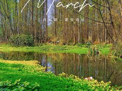 -桤木河湿地公园