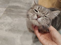 -楼上猫咖(罗湖店)