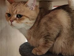 -猫腻·猫咖·撸猫馆(星光大道店)