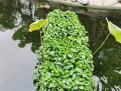 景观位-猪肉婆私房菜(容桂总店)