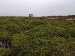 -北海金海湾红树林生态旅游区