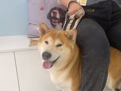 -纳吉亚猫专科动物诊疗中心(蒋宅口分院)