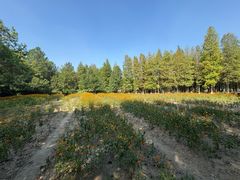 -艾溪湖湿地公园