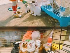 -前小桔亲子创意农场·草莓采摘·露营烧烤