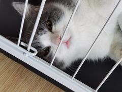 -lincat·猫舍(广州店)