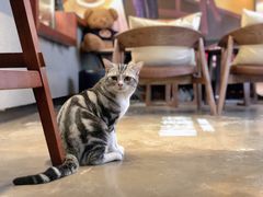 -咖法森林·咖啡  酒吧(天河店)